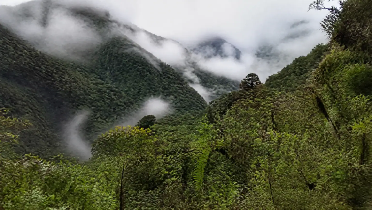 Selva de yungas con neblina en las laderas del Parque Nacional Calilegua, cerca de San Salvador de Jujuy, Argentina